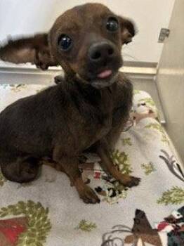 Quince -  Chihuahua Dog for Adoption in Bothell, Washington - Quince | PetCurious