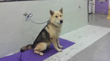 German Shepherd Dog Dogs Available for Adoption in Houston, Texas - ANDRE | PetCurious