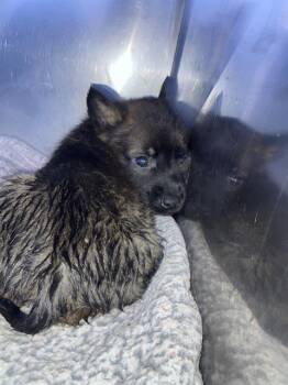 Mixed Breed Dogs Available for Adoption - KODA | PetCurious