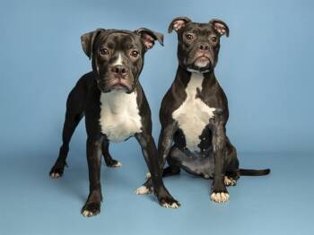 COOKIE -  Pit Bull Terrier Dog for Adoption in Phoenix, Arizona - COOKIE | PetCurious