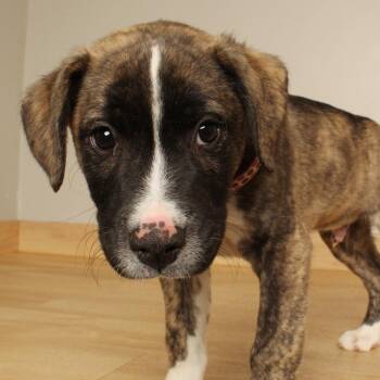 Pork Rind D71529 -  Pit Bull Terrier Dog for Adoption in Minnetonka, Minnesota - Pork Rind D71529 | PetCurious