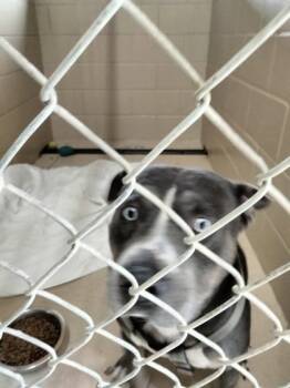 Rescue Mixed Breed Dogs for Adoption in Port St. Joe, Florida - Bobby | PetCurious