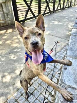 Mixed Breed Dogs Available for Adoption in Chamblee, Georgia - Luanne | PetCurious
