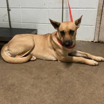 German Shepherd Dog Dogs Available for Adoption - Lainey | PetCurious