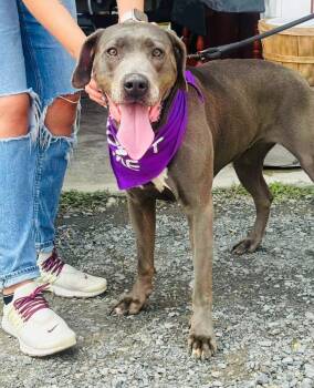 Rescue Great Dane and Labrador Retriever Dogs for Adoption in Brooks, Maine - Kimba | PetCurious
