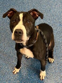 American Bully and Black Labrador Retriever Dogs Available for Adoption in Charlottesville, Virginia - Amaya, Very Sweet Middle-age Girl, Very Active And Playful !! | PetCurious