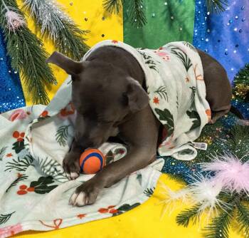 American Bully Dogs Available for Adoption in Ventura, California - Meera  | PetCurious