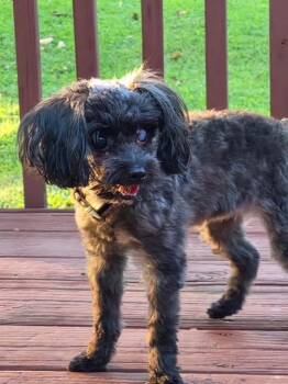 Pippy -  Miniature Poodle Dog for Adoption in Cumming, Georgia - Pippy | PetCurious