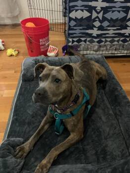 Rescue Pit Bull Terrier Dogs for Adoption in Derwood, Maryland - Chanel | PetCurious