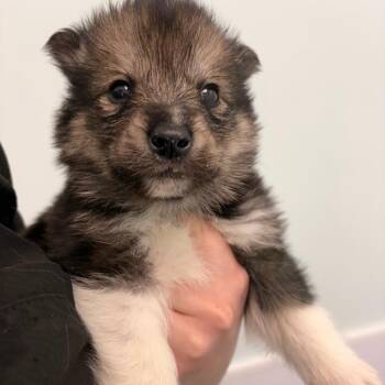 Husky Dogs Available for Adoption in Clavet, Saskatchewan - Asher | PetCurious