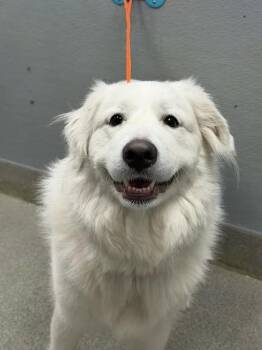 SMILEY -  Great Pyrenees Dog for Adoption in Las Vegas, Nevada - SMILEY | PetCurious