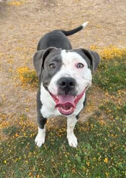 Pit Bull Terrier and Mixed Breed Dogs Available for Adoption in Blythe, California - TWINKLE TOES | PetCurious
