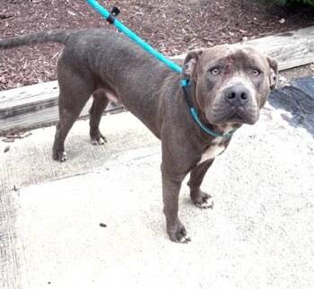 American Bulldog Dogs Available for Adoption in Charlottesville, Virginia - Oscar Humble Gentle Adult Quiet Sweetheart | PetCurious
