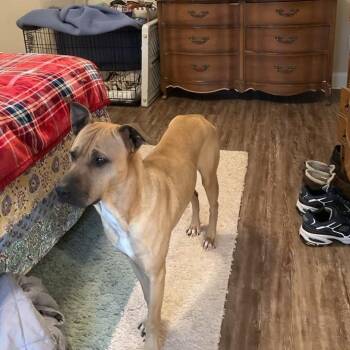 Buddy -  Boxer and Mixed Breed Dog for Adoption in Peachtree City, Georgia - Buddy | PetCurious