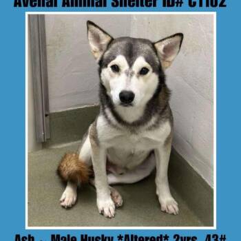 Rescue Husky Dogs for Adoption in Eufaula, Oklahoma - Ash | PetCurious
