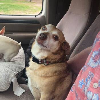 Chihuahua Dogs Available for Adoption in Grand Rapids, Michigan - Tony | PetCurious