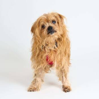 Rescue Shih Tzu Dogs for Adoption in San Francisco, California - Strength 13490 | PetCurious