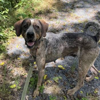 Olga -  Hound Dog for Adoption in Harrisonburg, Virginia - Olga | PetCurious