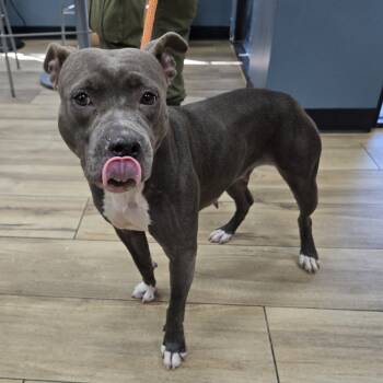 Rescue American Staffordshire Terrier Dogs for Adoption in Newark, New Jersey - Bella | PetCurious