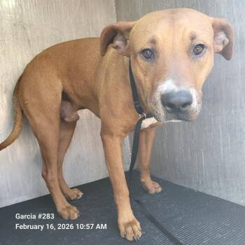 American Staffordshire Terrier Dogs Available for Adoption - BROWNIE | PetCurious