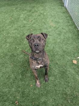 Mixed Breed Dogs Available for Adoption in Louisburg, North Carolina - Tiger | PetCurious