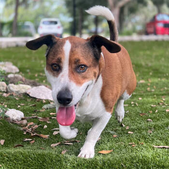 Rescue Mixed Breed Dogs for Adoption in Port Charlotte, Florida - Sebastian | PetCurious