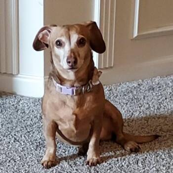 Daphny -  Dachshund Dog for Adoption in La Vista, Nebraska - Daphny | PetCurious
