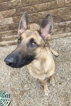 Bella -  German Shepherd Dog and Mixed Breed Dog for Adoption in South Bend, Indiana - Bella | PetCurious