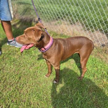 Molly -  Chesapeake Bay Retriever Dog for Adoption in Hinesville, Georgia - Molly | PetCurious