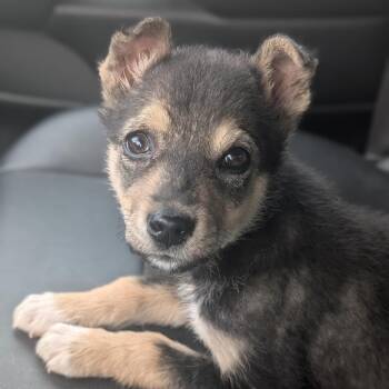 Mixed Breed Dogs Available for Adoption in Clavet, Saskatchewan - Speck | PetCurious