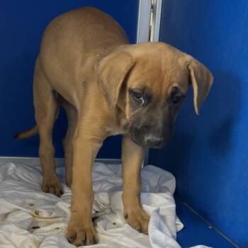 Puppy -  Mixed Breed Dog for Adoption in Las Cruces, New Mexico - Puppy | PetCurious