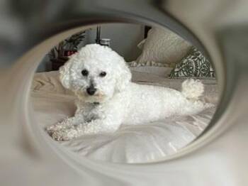 Rescue Bichon Frise Dogs for Adoption in Tulsa, Oklahoma - Rudy - KY | PetCurious