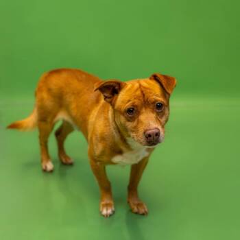 Terrier Dogs Available for Adoption - Pen 191c Kirby | PetCurious