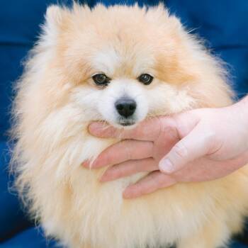 Pomeranian Dogs Available for Adoption in Zionsville, Indiana - Scott | PetCurious