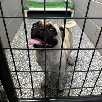 Pugalina -  Pug Dog for Adoption in Kansas City, Kansas - Pugalina | PetCurious