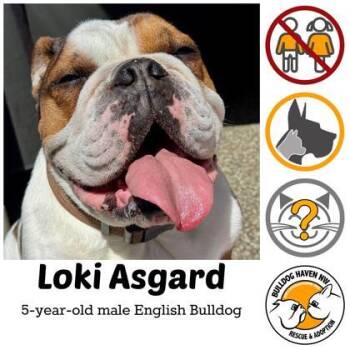 English Bulldog Dogs Available for Adoption in Bonney Lake, Washington - LOKI ASGARD | PetCurious