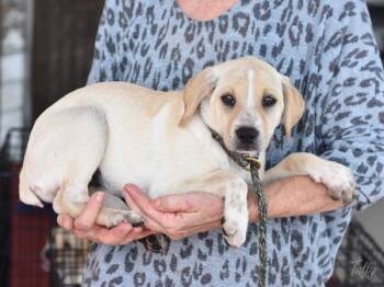 Taffy -  Australian Shepherd Dog for Adoption in Sioux City, Iowa - Taffy | PetCurious