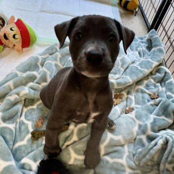 Azul -  Labrador Retriever and Pit Bull Terrier Dog for Adoption in Sanford, North Carolina - Azul | PetCurious