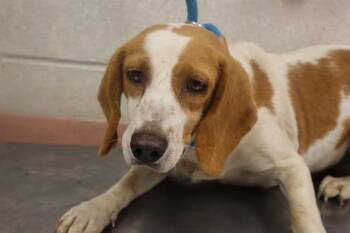 Mixed Breed Dogs Available for Adoption in Columbia, South Carolina - SWEETPEA | PetCurious