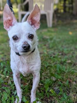 Ghost -  Chihuahua Dog for Adoption in Sudbury, Massachusetts - Ghost | PetCurious