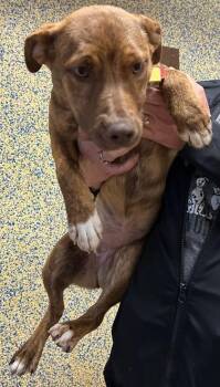 Rescue Border Collie Dogs for Adoption in Stanwood, Washington - Tip | PetCurious