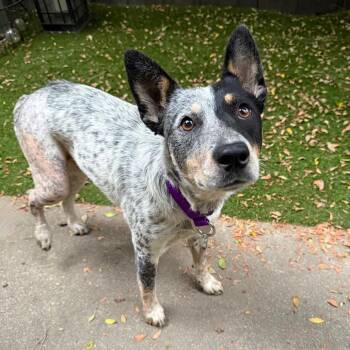 Abigail -  Cattle Dog Dog for Adoption in Los Angeles, California - Abigail | PetCurious