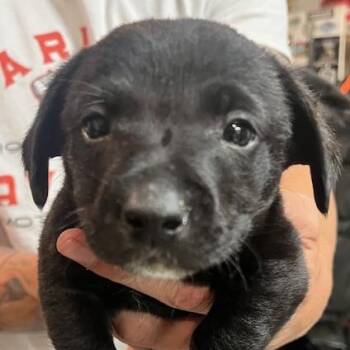 Rescue Chihuahua Dogs for Adoption in Lodi, California - Brooklyn | PetCurious