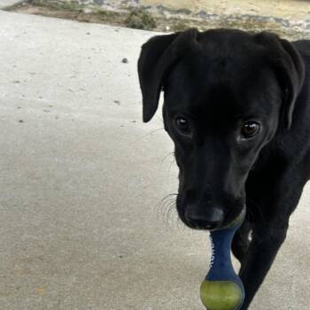 Cole -  Black Labrador Retriever and Mixed Breed Dog for Adoption in Escondido, California - Cole | PetCurious