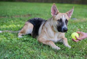 Leia -  German Shepherd Dog Dog for Adoption in Princeton, Massachusetts - Leia | PetCurious