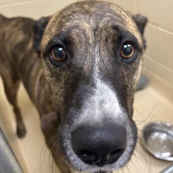 Rowan -  Mixed Breed Dog for Adoption in Winston-salem, North Carolina - Rowan | PetCurious