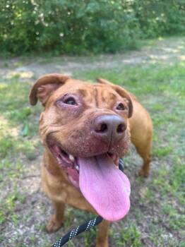 Rescue American Staffordshire Terrier Dogs for Adoption in Raleigh, North Carolina - Kush | PetCurious