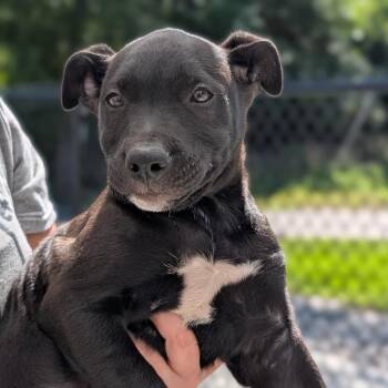 Ink -  Black Labrador Retriever and Mixed Breed Dog for Adoption in Fenton, Michigan - Ink | PetCurious