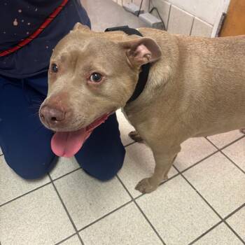 Kirby -  Mixed Breed Dog for Adoption in Charleston, West Virginia - Kirby | PetCurious