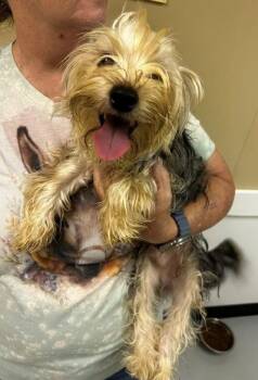 Banjo -  Yorkshire Terrier and Cairn Terrier Dog for Adoption in Thompson Falls, Montana - Banjo | PetCurious